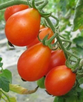 Tomate "Rote Birne" (Pflanze)