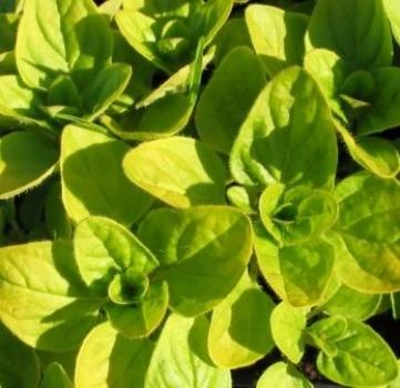 Oregano "Ehrent Gold" (Pflanze)