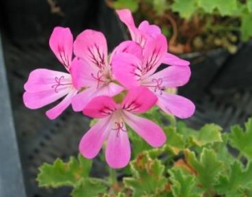 Pelargonie, Duft-  "Pink Capitatum" (Pflanze)