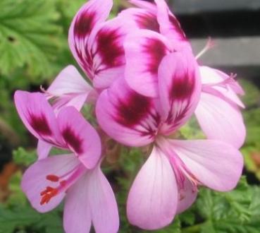 Pelargonie, Duft- Royal Oak (Pflanze)