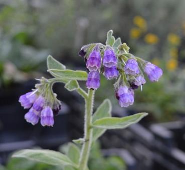 Beinwell, Russischer Comfrey Bocking No.14 (Pflanze)