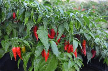 Chili "Bhut Jolokia" rot (Pflanze)