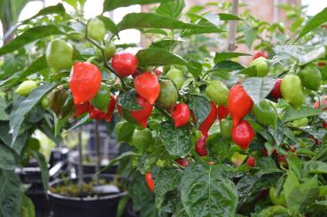 Chili "Caribbean Red" (Pflanze)