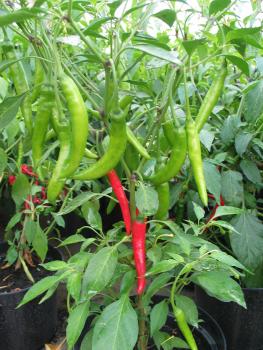 Chili "Cayenne" (Pflanze)