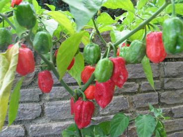 Chili "Habanero" rot (Pflanze)