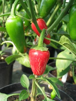 Chili "Jalapeno" (Pflanze)