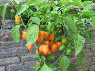 Chili "Mexikanischer Habanero" orange (Pflanze)