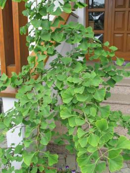 Ginkgo(Pflanze)