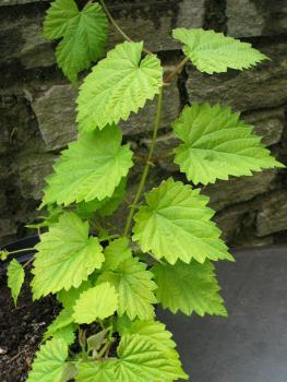 Hopfen "Aureus" (Pflanze)