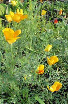 Mohn, Kalifornischer (Pflanze)