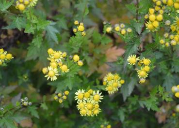 Chrysantheme, Nangking- (Pflanze)