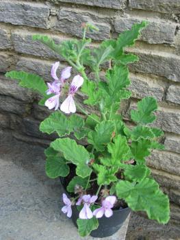 Pelargonie, Bienenwachs- (Pflanze)