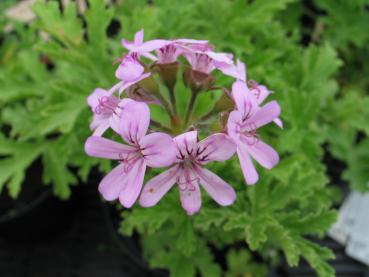 Pelargonie, Duft- "Lemon Rose" (Pflanze)