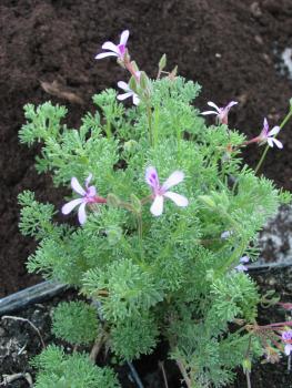 Pelargonie, Eberrauten- (Pflanze)