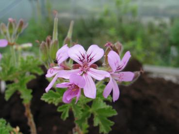 Pelargonie, Rosen- (Pflanze)