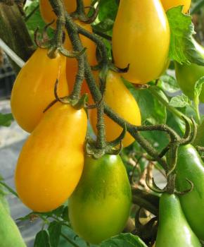 Tomate "Gelbe Birne" (Pflanze)