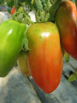 Tomate "San Mazano" (Pflanze)