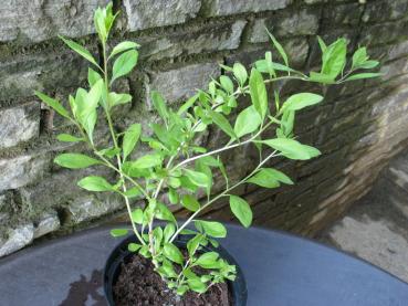 Goji - Beere "Sweet Berry" (Pflanze)