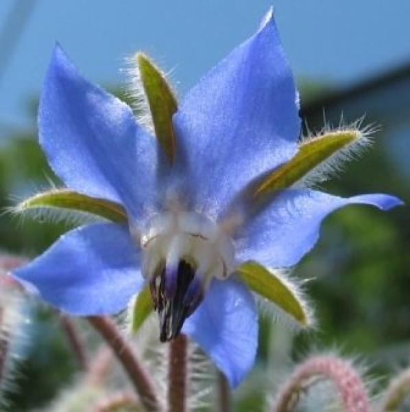 Boretsch, blau (Pflanze)