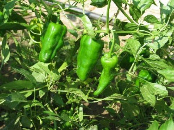 Paprika "Padron" (Pflanze)