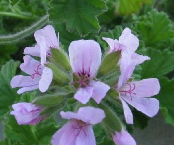 Pelargonie, Duft- "Attar of Roses" (Pflanze)