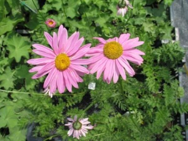 Pyrethrum, Persisches