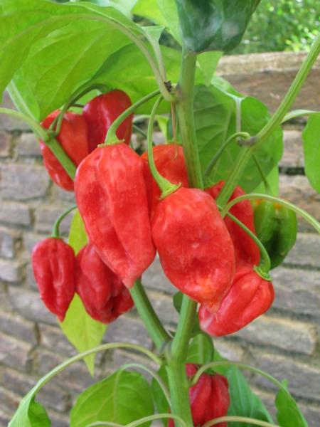 Chili "Fatalii" rot (Pflanze)