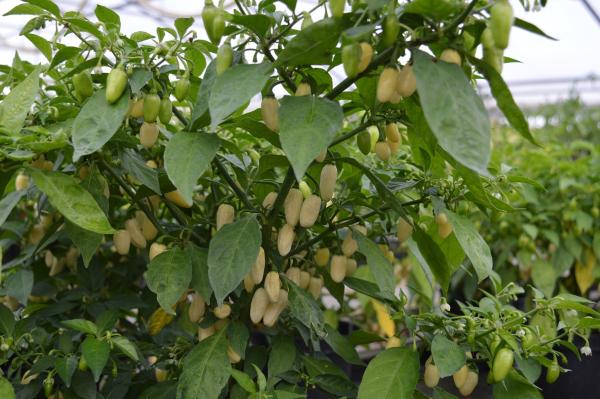 Chili "Habanero White Bullet" (Pflanze)