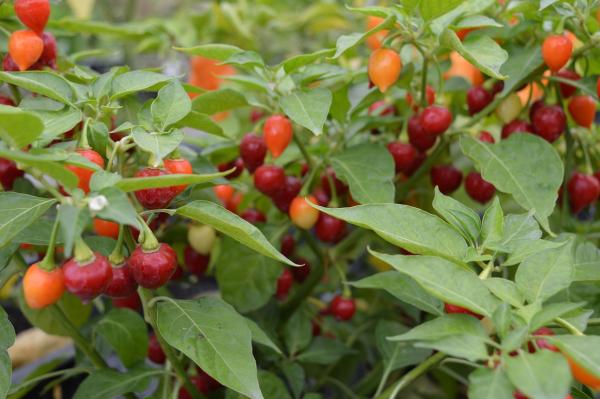 Chili "Bolivian" (Pflanze)