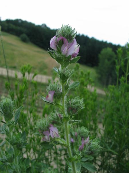 Hauhechel, Dornige (Pflanze)