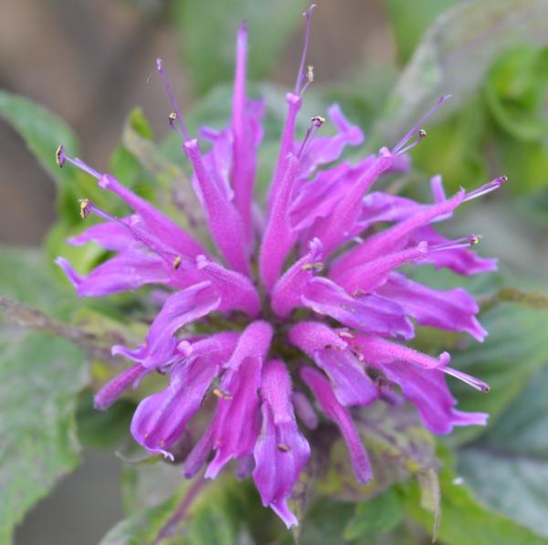 Monarde Prärienacht (Indianernessel ) (Pflanze)