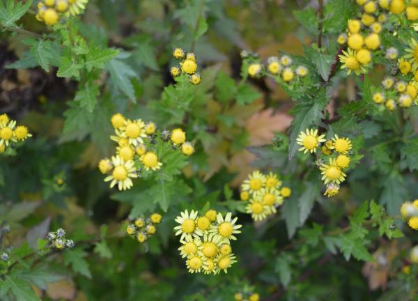 Chrysantheme, Nangking- (Pflanze)