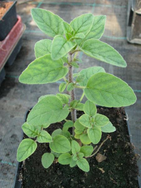 Oregano, Balearischer (Pflanze)