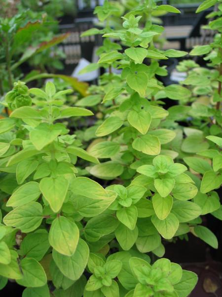 Oregano "Thumble`s Variety" (Pflanze)