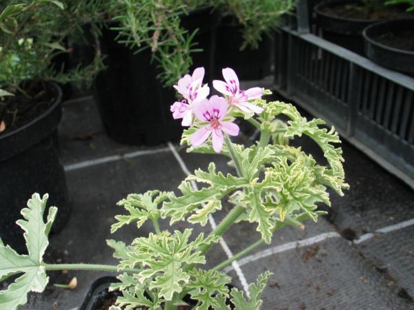 Pelargonie, Duft- "Lady Plymouth" (Pflanze)