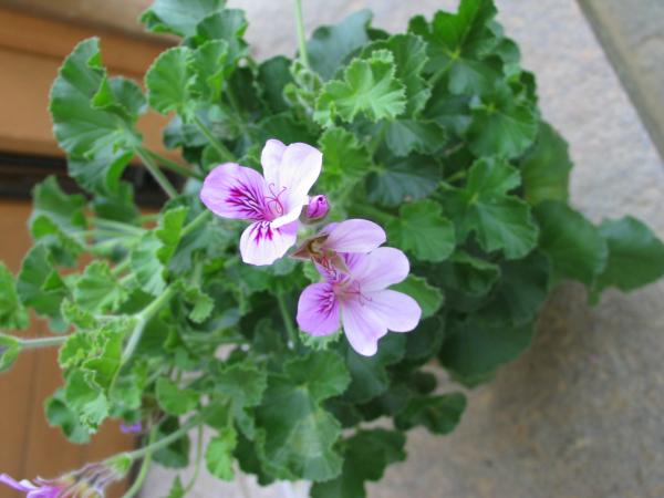 Pelargonie, Duft-  "Cola" (Pflanze)