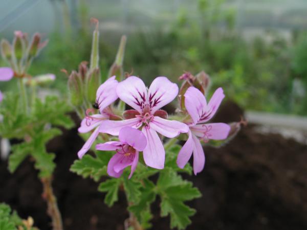 Pelargonie, Rosen- (Pflanze)