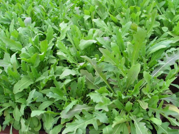 Rauke, Wilde "Rucola selvatica" (Pflanze)