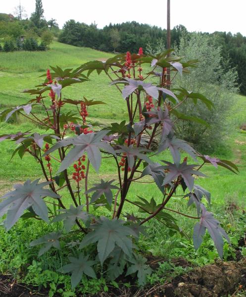 Ricinus "Rot" (Pflanze)