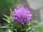 Distel, Marien- (Pflanze)